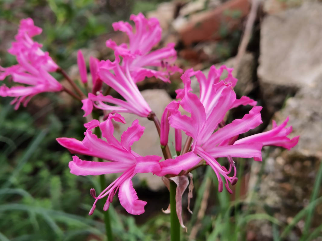 Nerine bowdenii 'Isabel' photo